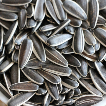 Chinese sunflower seeds in shell